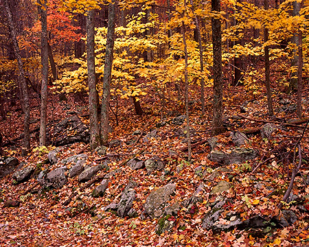 Fall Color on Jones Run Falls Trail, Shenandoah National Park, VA